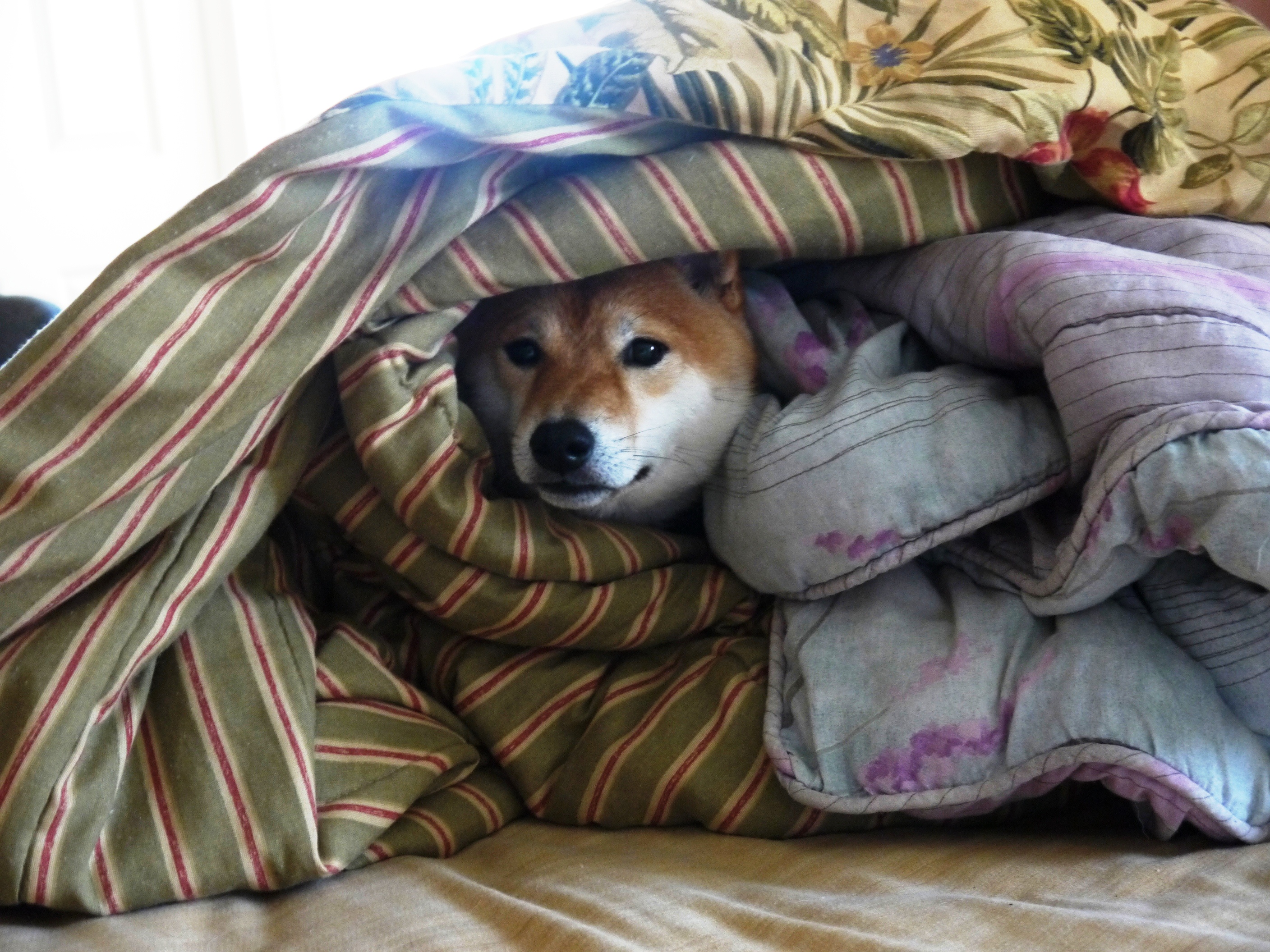 dogewrapped dogewrapped